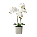 Artificial Phalaenopsis Orchid in Pot