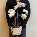 Artificial Phalaenopsis Orchid in Pot