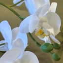 Artificial Phalaenopsis Orchid in Pot