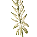 Artificial Agave Flowering Stem