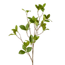 Artificial Enki Branch