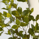 Artificial Enki Branch