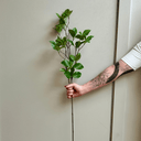 Artificial Enki Branch