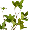 Artificial Enki Branch