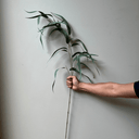 Artificial Eucalyptus Tall Stem