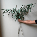 Artificial Eucalyptus Tall Stem