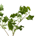 Artificial Gingko Leaf Branch