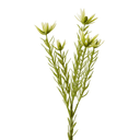 Artificial Leucadendron Stem MED