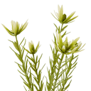 Artificial Leucadendron Stem MED