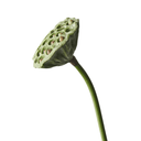 Artificial Lotus Pod Stem