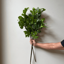 Artificial Tall Fig Leaf Branch