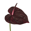 Artificial Anthurium Stem