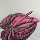 Artificial Anthurium Stem