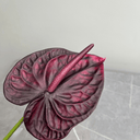 Artificial Anthurium Stem