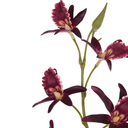 Artificial Dendrobium Spray