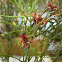 Artificial Pink Grevillea Stem