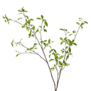 Artificial Pittosporum Branch