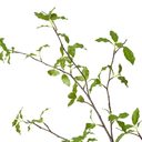 Artificial Pittosporum Branch