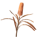 Artificial Pencil Banksia Stem