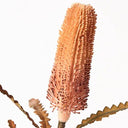 Artificial Pencil Banksia Stem