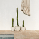 Banksia Throw | Almond