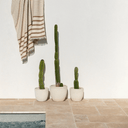 Banksia Throw | Pecan