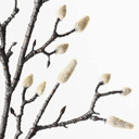 Artificial Magnolia Bud Branch | Tall