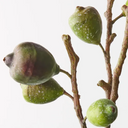 Artificial Fig Branch
