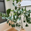 Artificial Gingko Leaf Branch