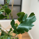 Artificial Gingko Leaf Branch