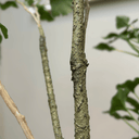 Artificial Gingko Leaf Branch