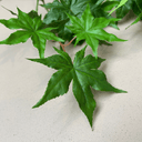Artificial Japanese Maple Leaf Branch | Green