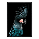 Blue Palm Cockatoo Photographic Print