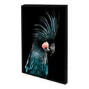 Blue Palm Cockatoo Photographic Print