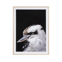 Kookaburra Photographic Print
