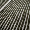 Viper Wool Rug | Olive