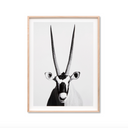 Antelope Photographic Print
